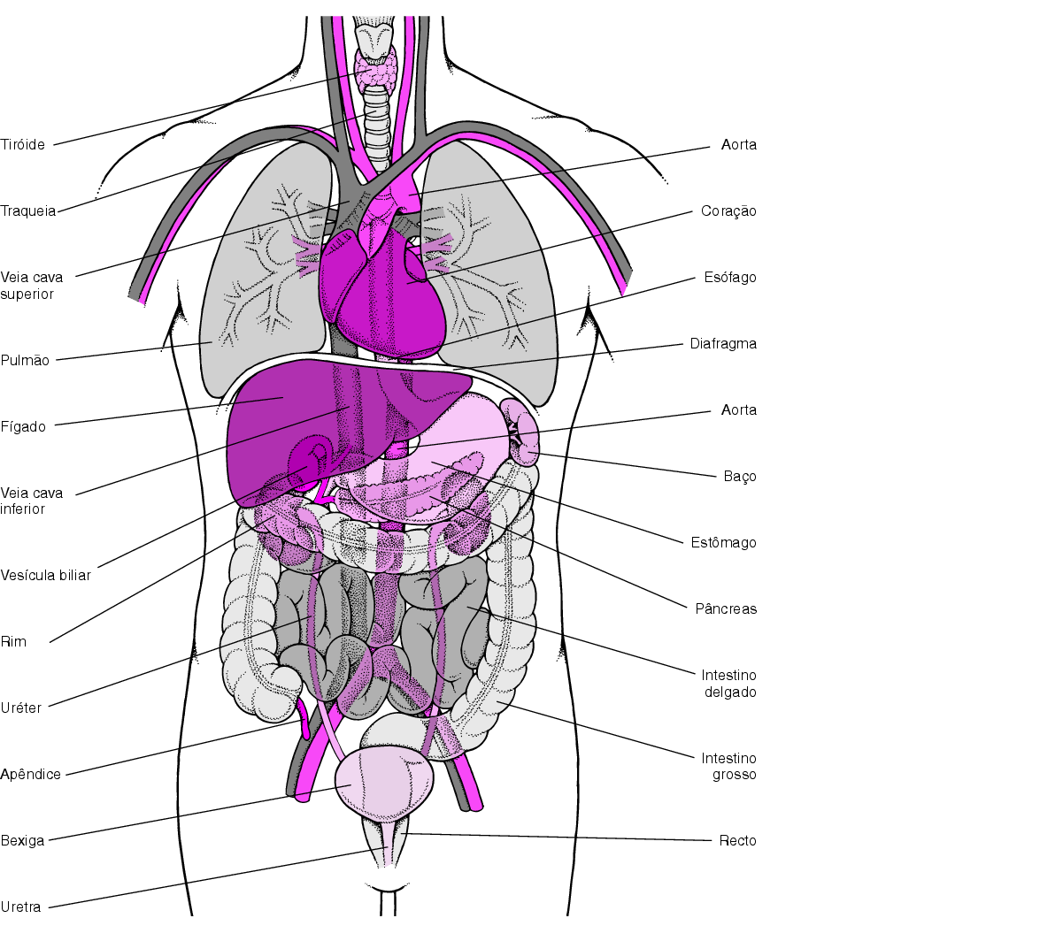 Localização dos orgãos no corpo humano